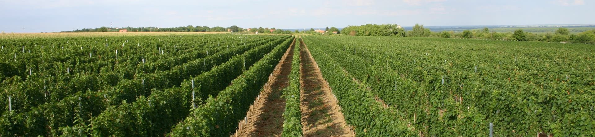 Vinogradi eko vinarije Kalazić